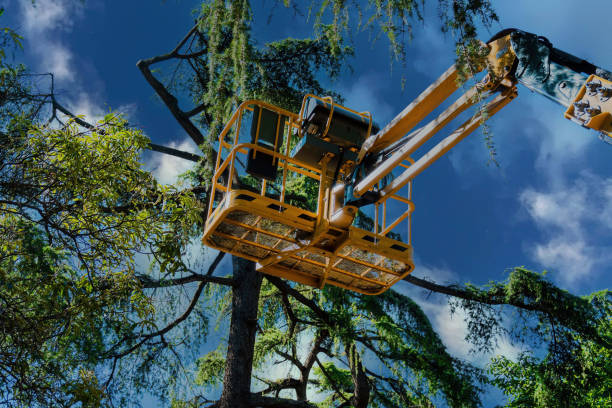 Best Tree Risk Assessment  in Stockton, CA